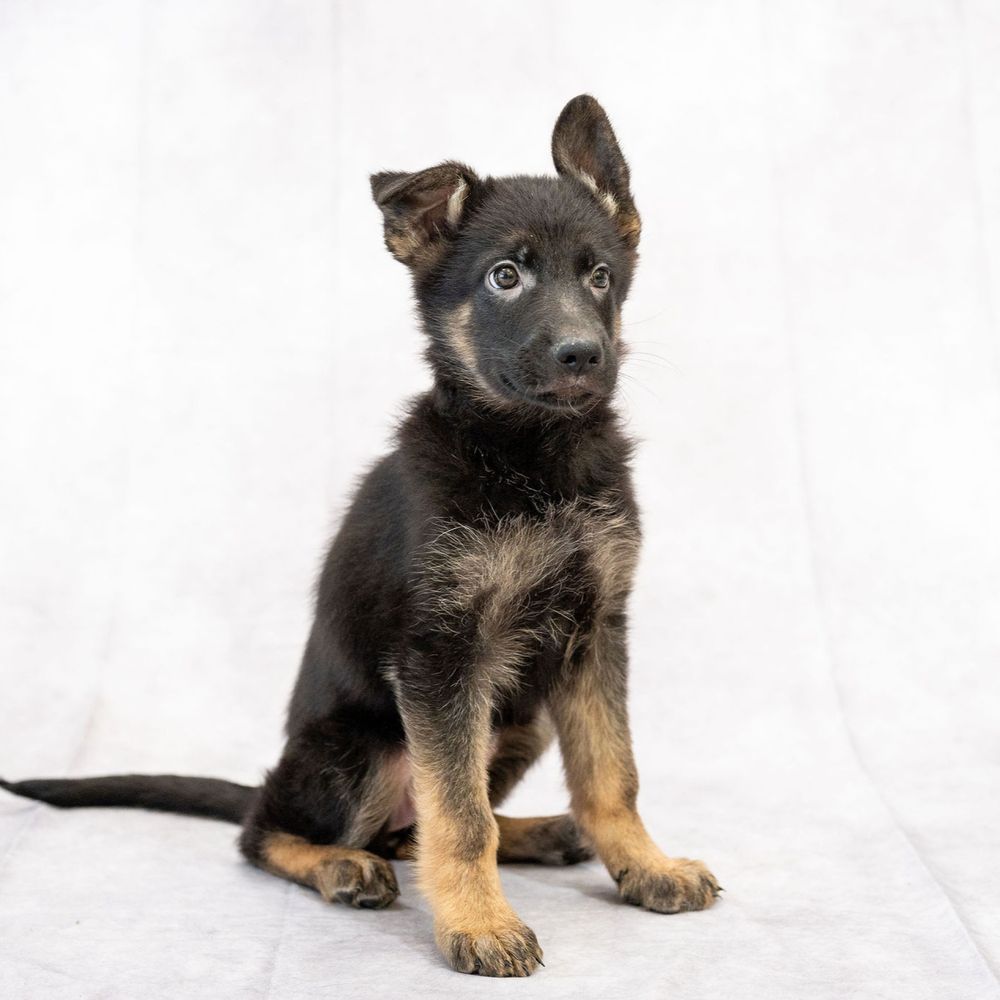 Rosemary - German Shepherd Puppy Adopted in Charlotte, puppy ID ...