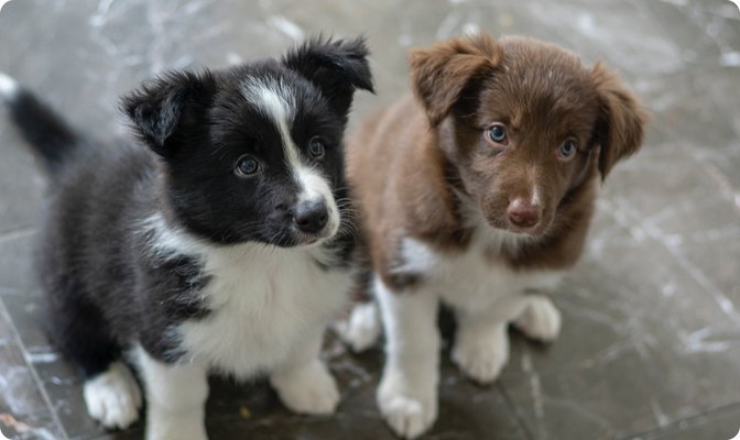 Experience a world of sheer cuteness at Happy Puppy Universe!